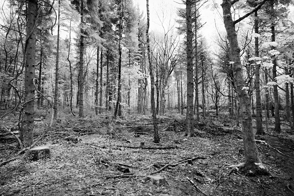 ir1a The woodland I headed to has been decimated but still I took a shot.