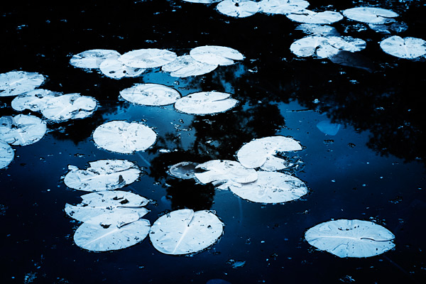 ir3 And here's my shot of the day. Taken with my 100mm