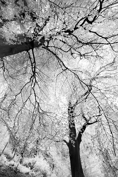 ir5 Flat light looks lifeless in infra red too.