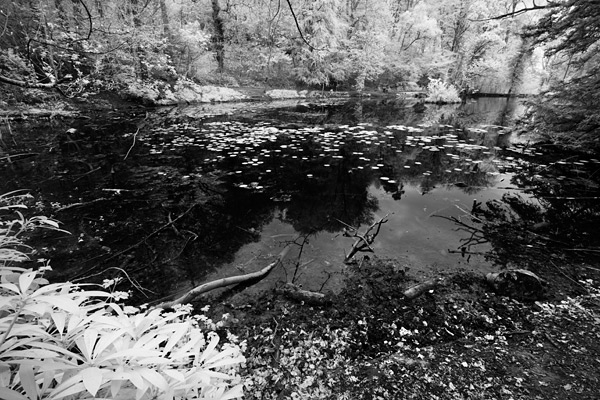 ir6 A short walk through the woods brought me to Abbots Pool. Used in medieval times by the monks of the St Augustine monastry
